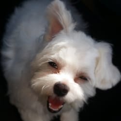 snowball pet grooming 13 photos 37 reviews pet groomers 200