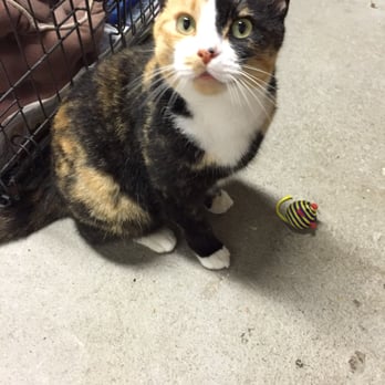 farmingdale dog and cat clinic farmingdale dog and cat clinic