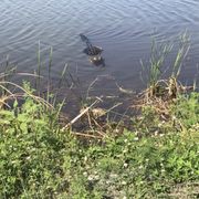 Lake Apopka Wildlife Drive - 59 Photos - Parks - 2803 Lust Rd, Horizons