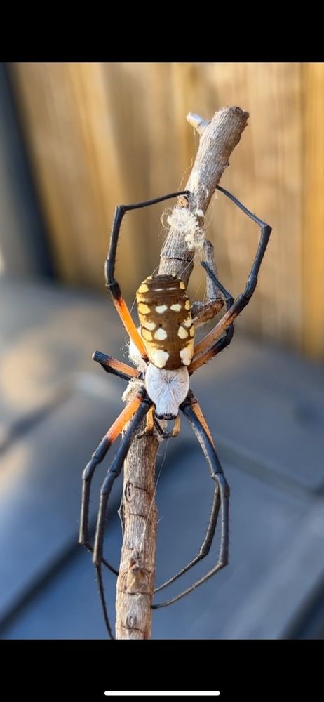 EcoForce Pest Management