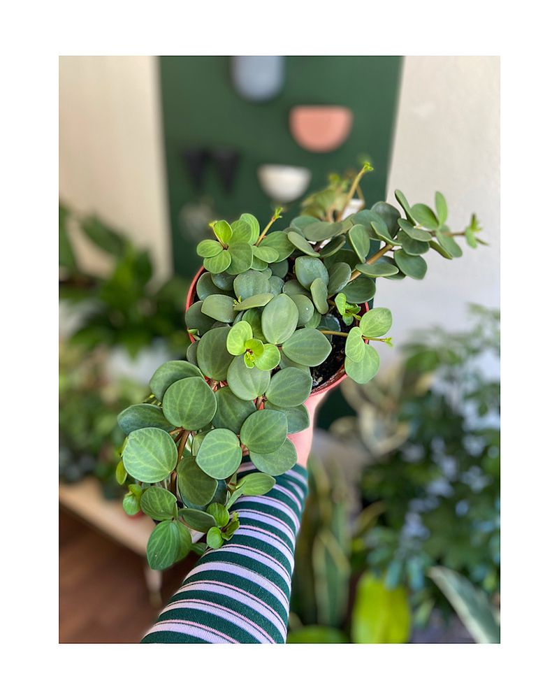 FarOut Foliage