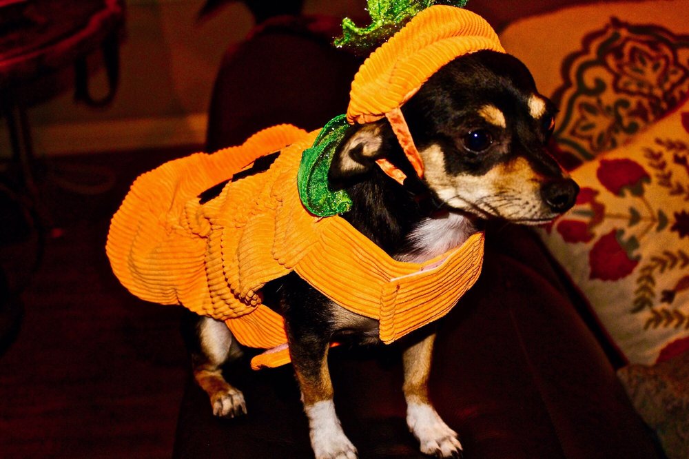 Petco 42 Photos & 27 Reviews Pet Stores 5151 Gosford Rd