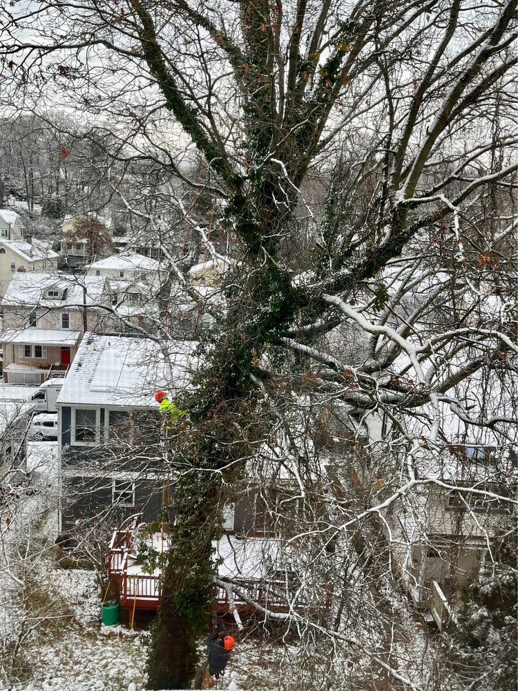 All Care Tree