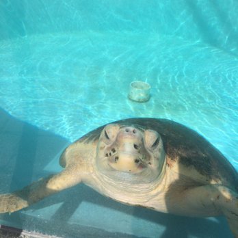 Loggerhead Marinelife Center 401 Photos 111 Reviews Community Photo Of Loggerhead Marinelife Center Juno Beach Fl United States Cute