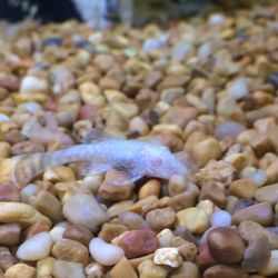 petsmart plecostomus