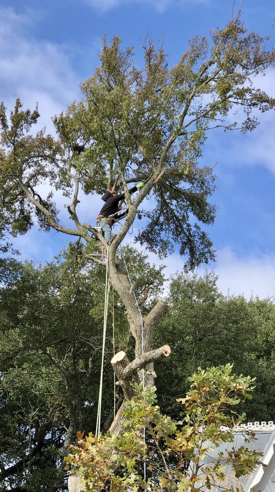 Perez Tree Care