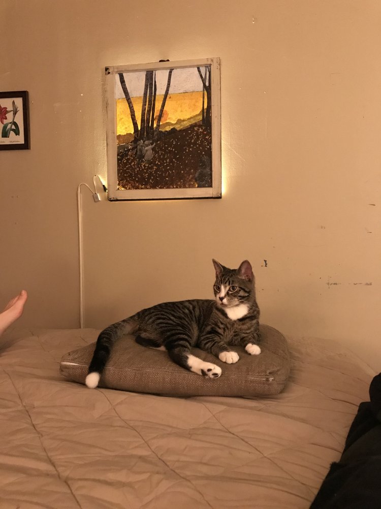 Brooklyn Animal Action