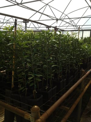 Farmer S Citrus Nursery Nurseries Gardening 2807 Fus Rd E Photo Of Farmer S Citrus Nursery Lakeland Fl United States This Is Some