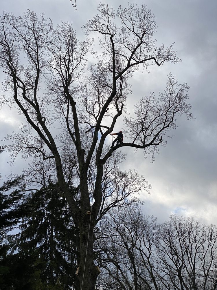 Marquez Tree Services