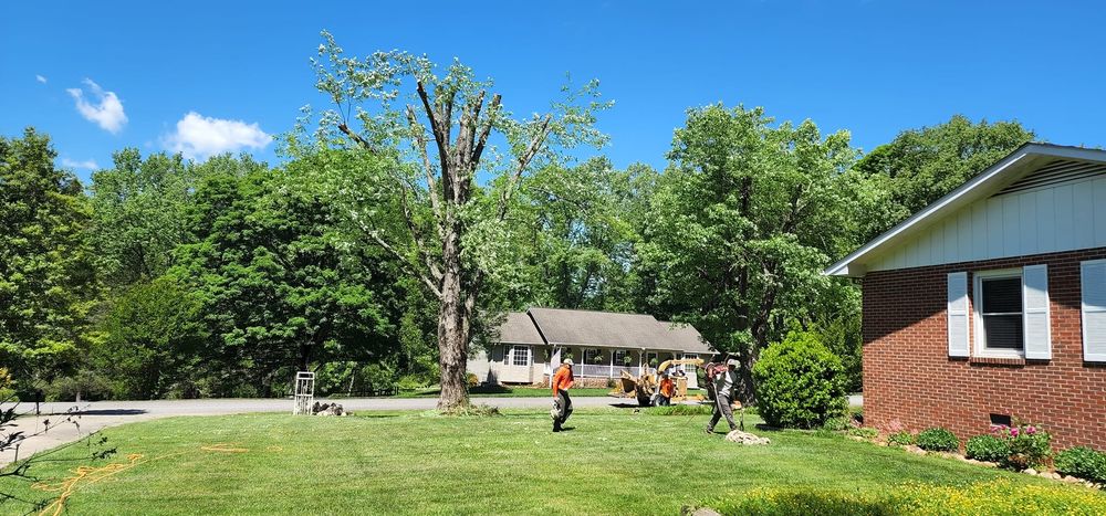 Mountain Tree Professionals