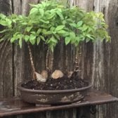 Jrn Nursery 2 66 Photos 36 Reviews Nurseries Gardening Photo Of Jrn Nursery 2 Houston Tx United States New Arrival Bonsai