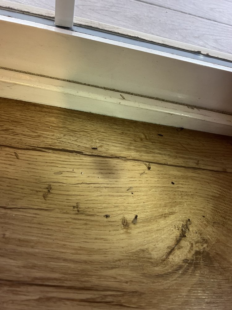 Capital Valley Termite