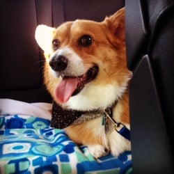 Tyner’s Dog Grooming - Pet Sitting - 491 S Main St, Cedar City, UT - Phone Number - Yelp Tyner’s Dog Grooming - Pet Sitting - 491 S Main St, Cedar City, UT - Phone Number - Yelp