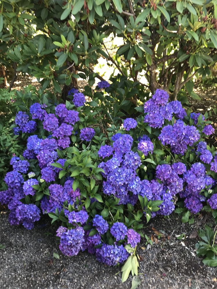 Hydrangea Pia At Joy Creek Nursery Yelp Photo Of Joy Creek Nursery Scoose Or United States Hydrangea Pia