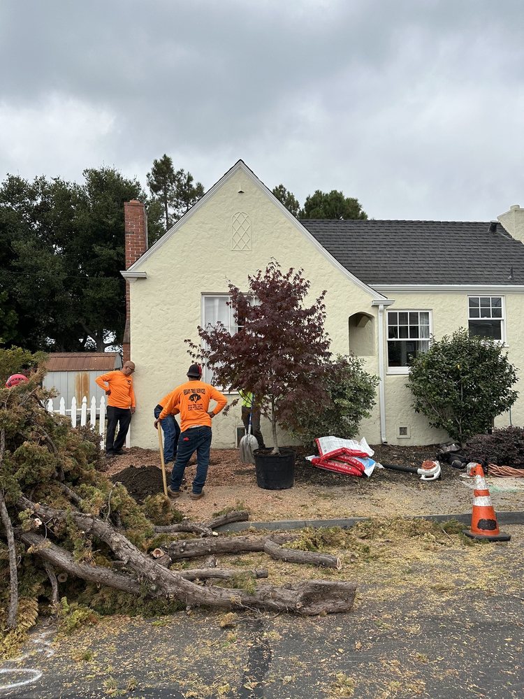 Vega's Tree Service