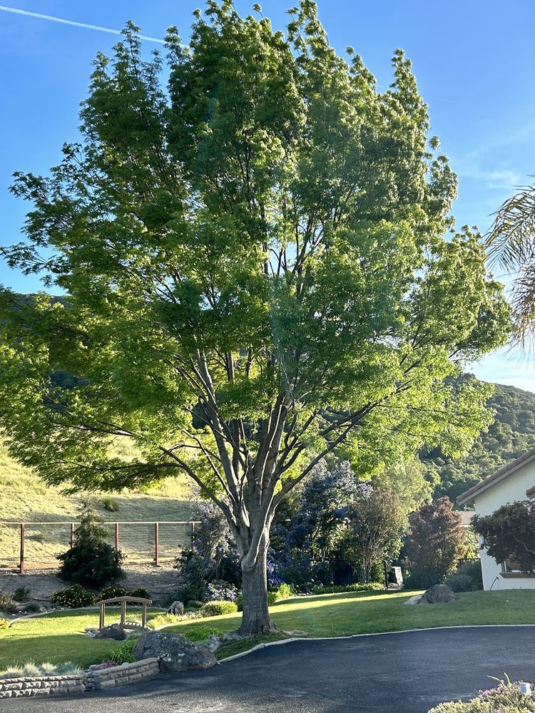 Ortiz Tree Service