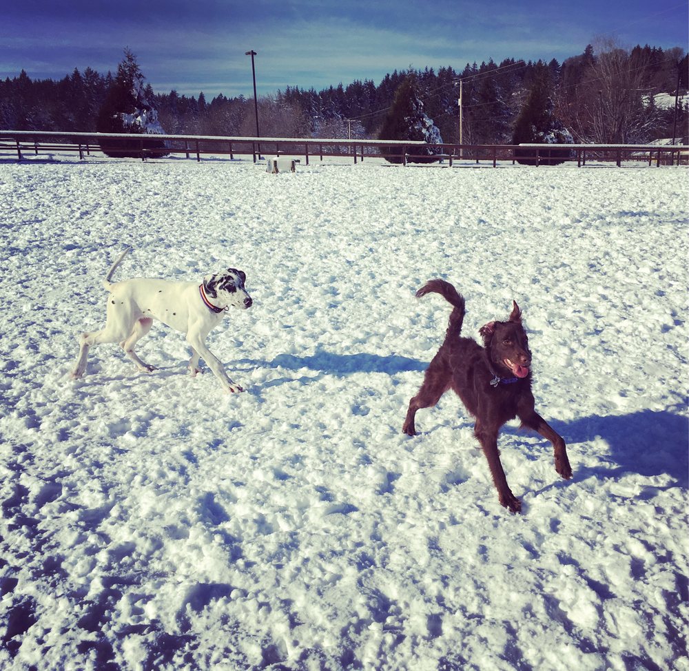 Thatcher Park Off Leash Dog Park 26 Photos Dog Parks 750 NW David