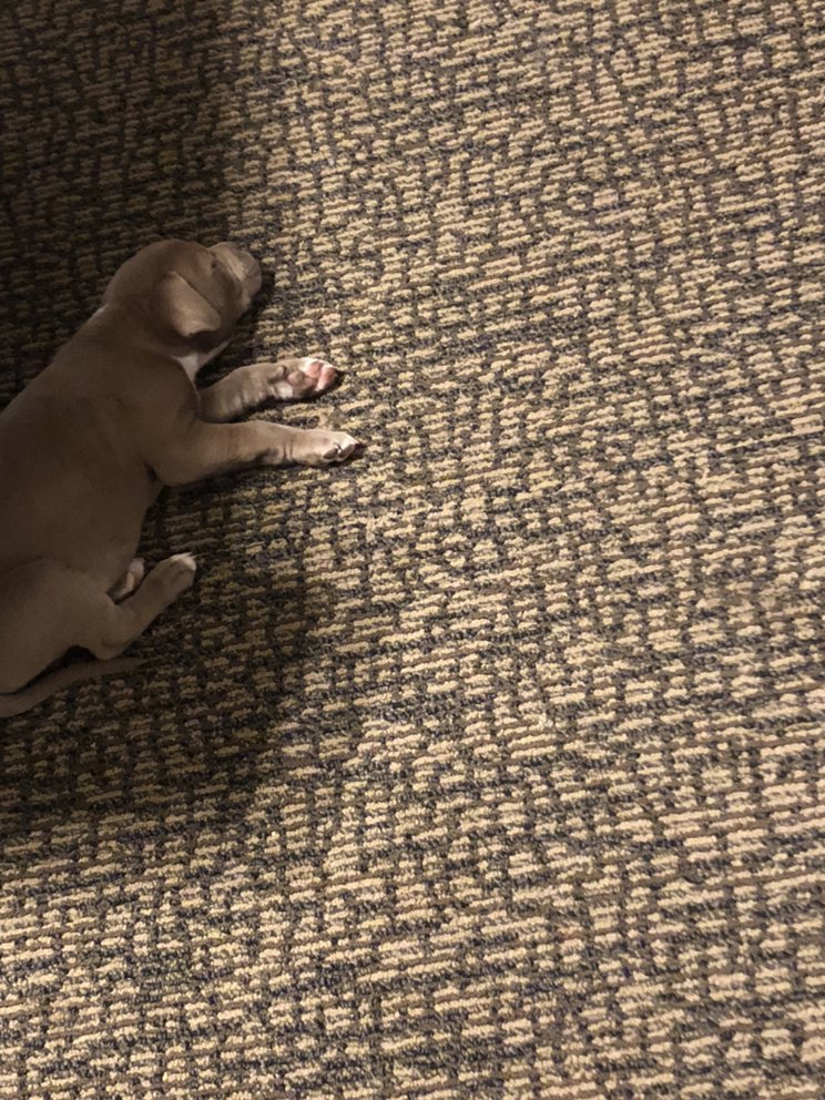 NC Mtn Fresh Carpet Care