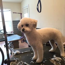 tlc grooming debbies tlc grooming get quote pet groomers 1836 hwy chester ny phone tlc grooming debbies tlc grooming get quote pet groomers 1836 hwy chester ny phone