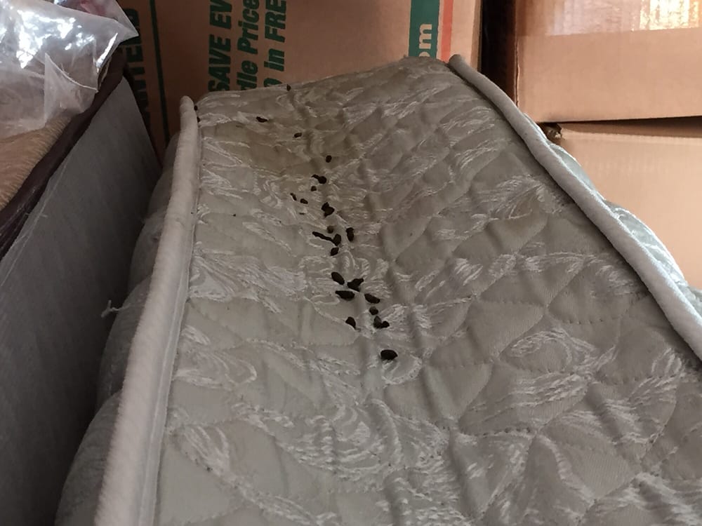 Rat And On My Mattress Yelp