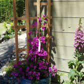 Westurf Nursery 21 Photos 32 Reviews Nurseries Gardening Photo Of Westurf Nursery Modesto Ca United States