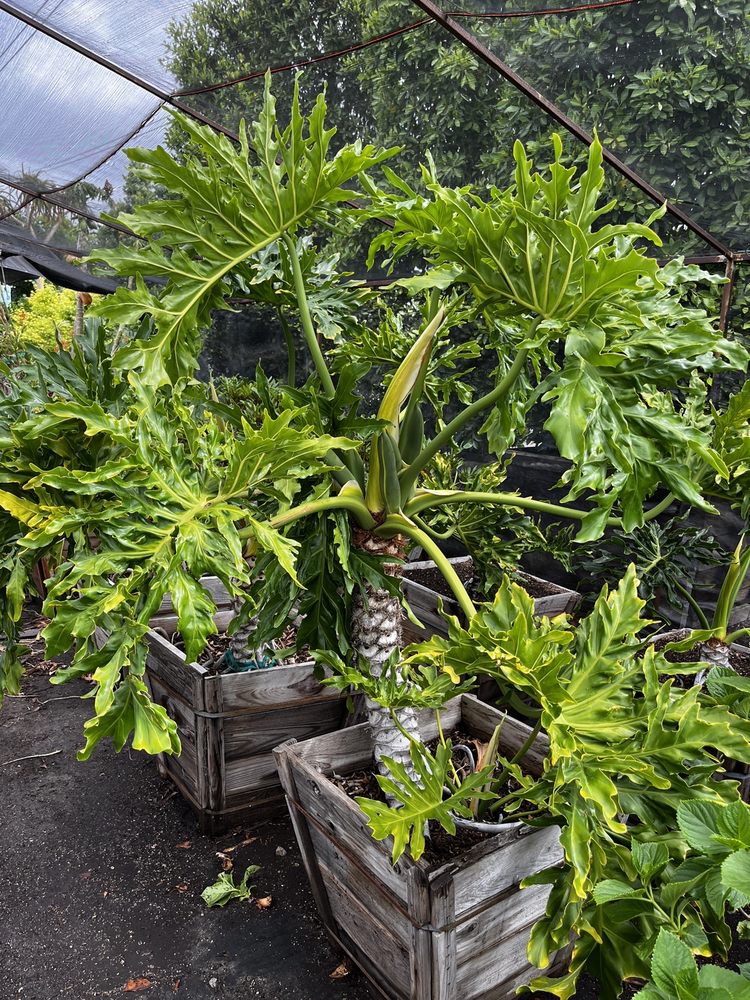 The Standard Design Group Nurseries