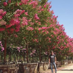 The Best 10 Nurseries Gardening In Houston Tx Last Updated Ad Moon Valley Nurseries