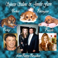 puppy paradise ny puppy paradise 91 foton 56 recensioner djuraff 228 rer 2082 flatbush ave marine puppy paradise ny puppy paradise 91 foton 56 recensioner djuraff 228 rer 2082 flatbush ave marine