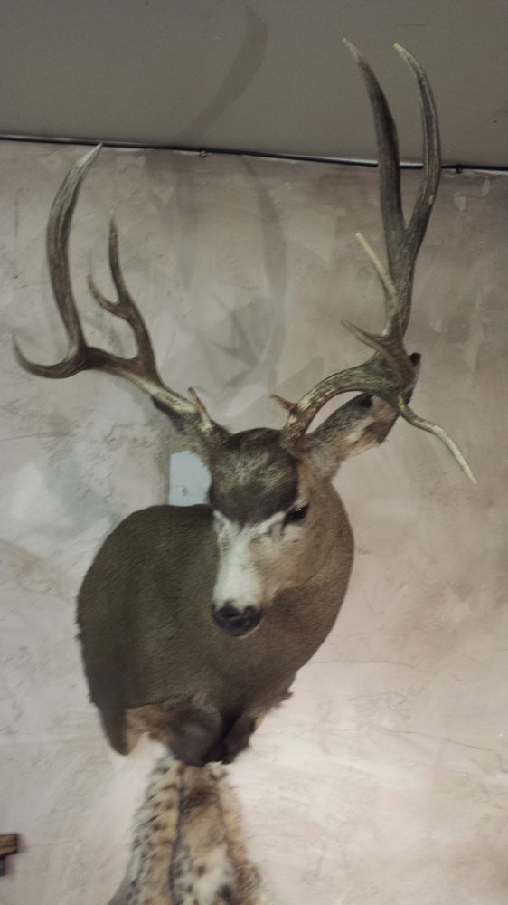 GC Taxidermy 44 Photos Taxidermy Plain City, UT Phone Number Yelp