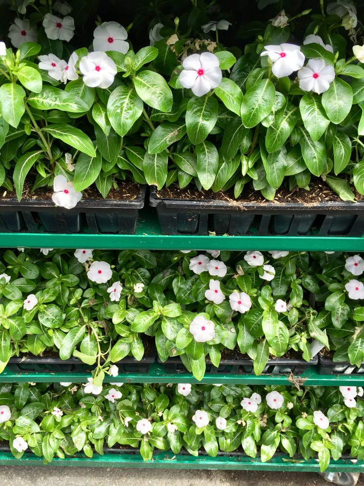 Ridgeway Garden Center