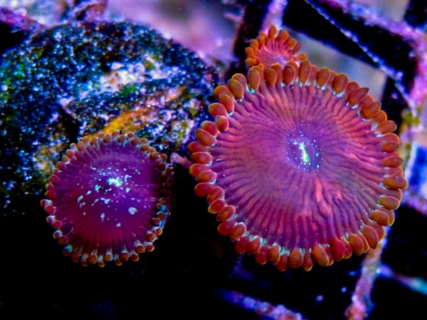 Incredible Corals