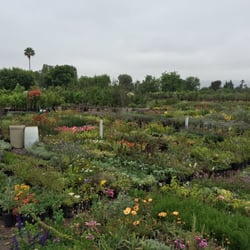 Green Thumb Growing Grounds 16 Photos 10 Reviews Nurseries Green Thumb Growing Grounds 16 Photos 10 Reviews Nurseries Gardening 7659 Topanga Canyon Blvd Canoga Park Ca Phone Number Last