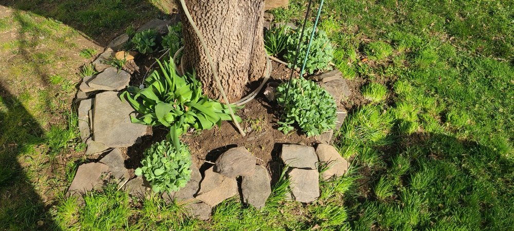 Tim & Did Landscaping