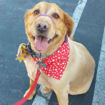 Dog Grooming Grand Walnut Ca Dog Grooming Grand Walnut Ca