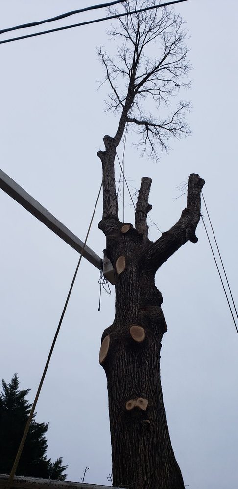 David's Tree Professionals