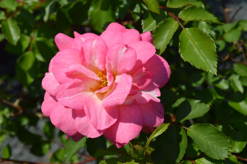 Applewood Nursery Landscape Supply 18 Photos Nurseries Applewood Nursery Landscape