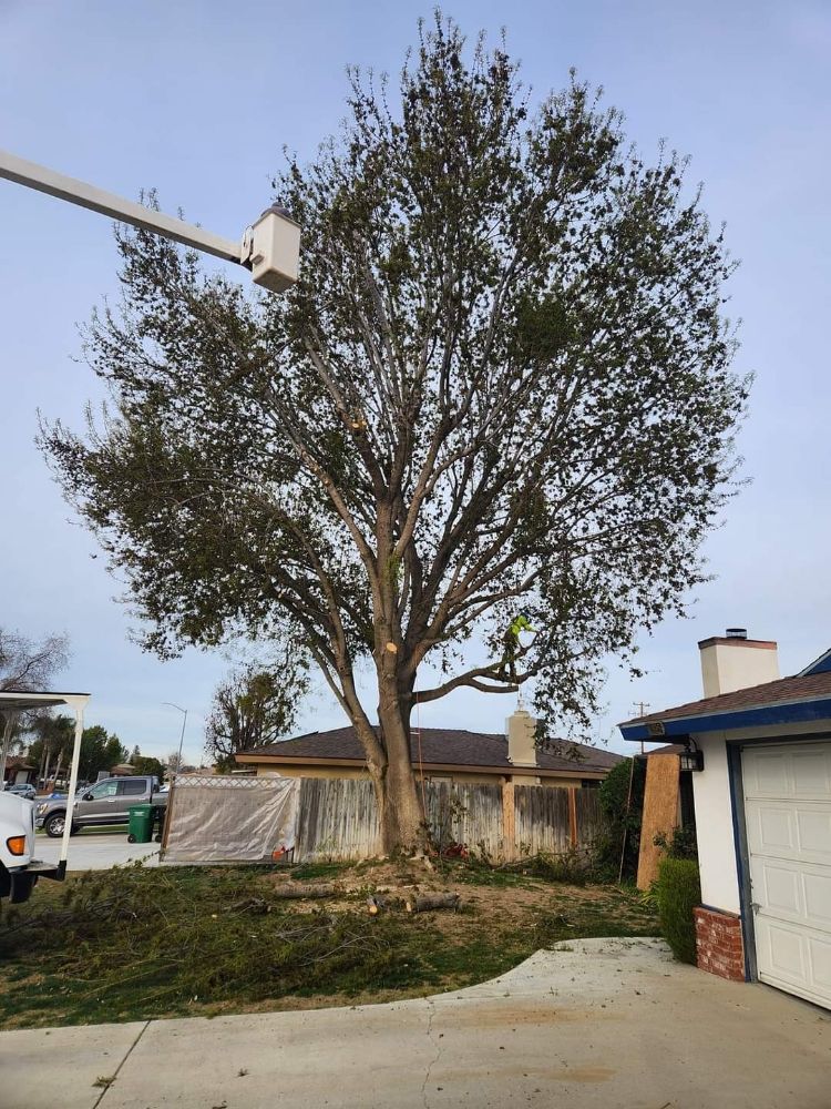 Johnny's Tree Service