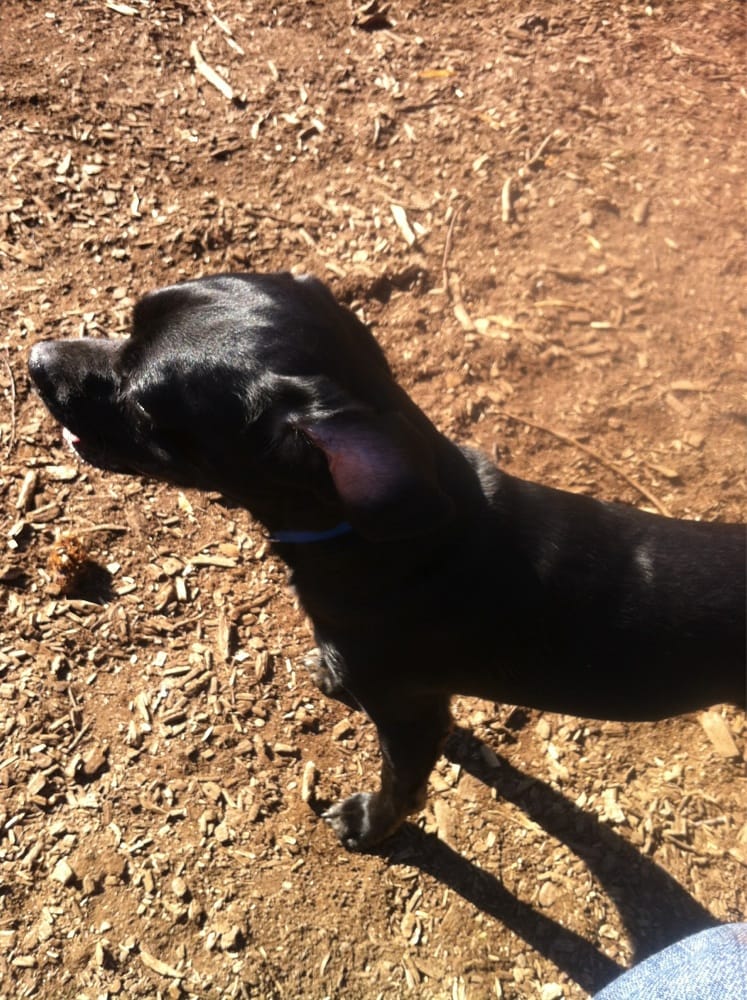 Millbrook Dog Park 10 Photos & 22 Reviews Dog Parks 1905 Spring