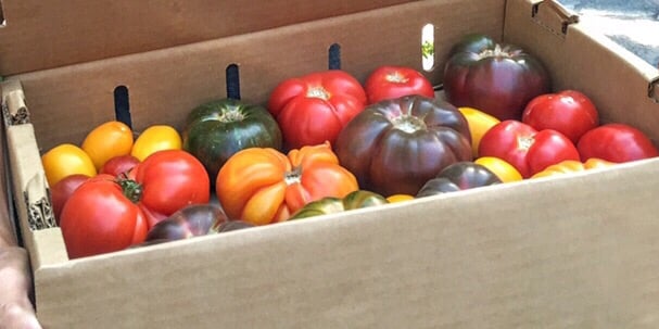 Serendipity Farms