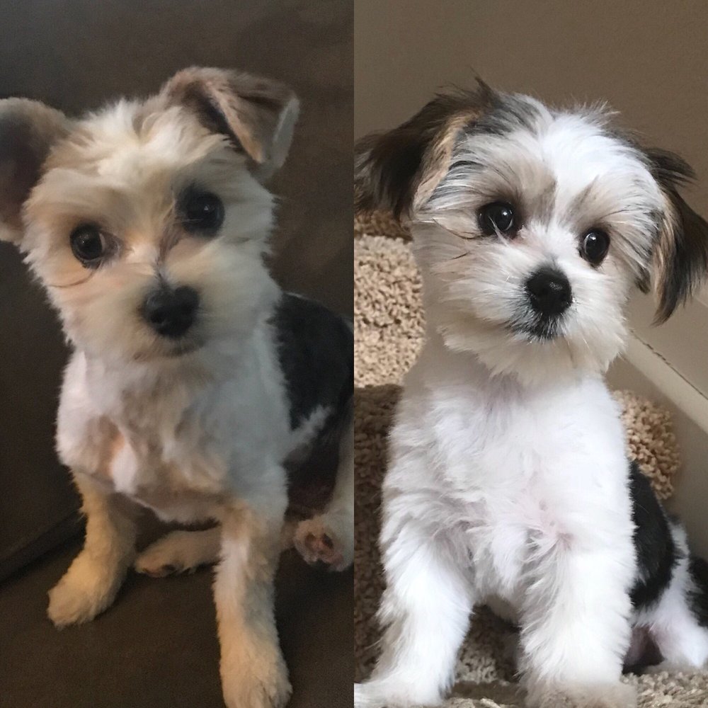 BedsNBiscuits 14 Photos & 33 Reviews Pet Sitting 4219 Xenon St