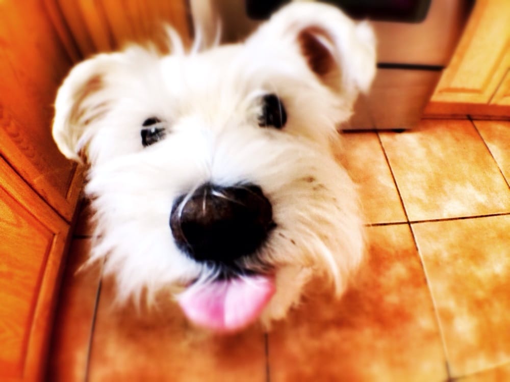 House Paws Sitter