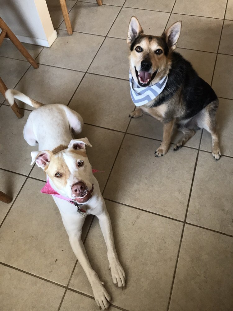 Scruffy to Fluffy Pet Spa 98 Photos & 112 Reviews Pet Groomers