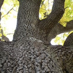 tree service bellingham beavers tree photo of beavers tree service bellingham wa united states get quote services 1715 academy rd tree service bellingham beavers tree photo of beavers tree service bellingham wa united states get quote services 1715 academy rd