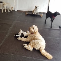 dog daycare bellevue wa dog daycare bellevue wa