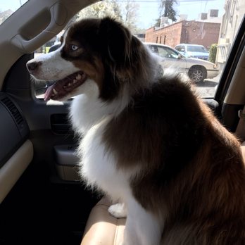 grooming a australian shepherd noah u0027s ark dog u0026 cat grooming 71 photos u0026 72 reviews pet grooming a australian shepherd noah u0027s ark dog u0026 cat grooming 71 photos u0026 72 reviews pet