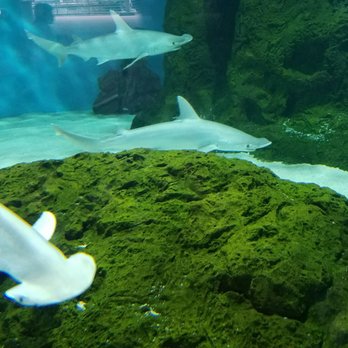 Mote aquarium coupons