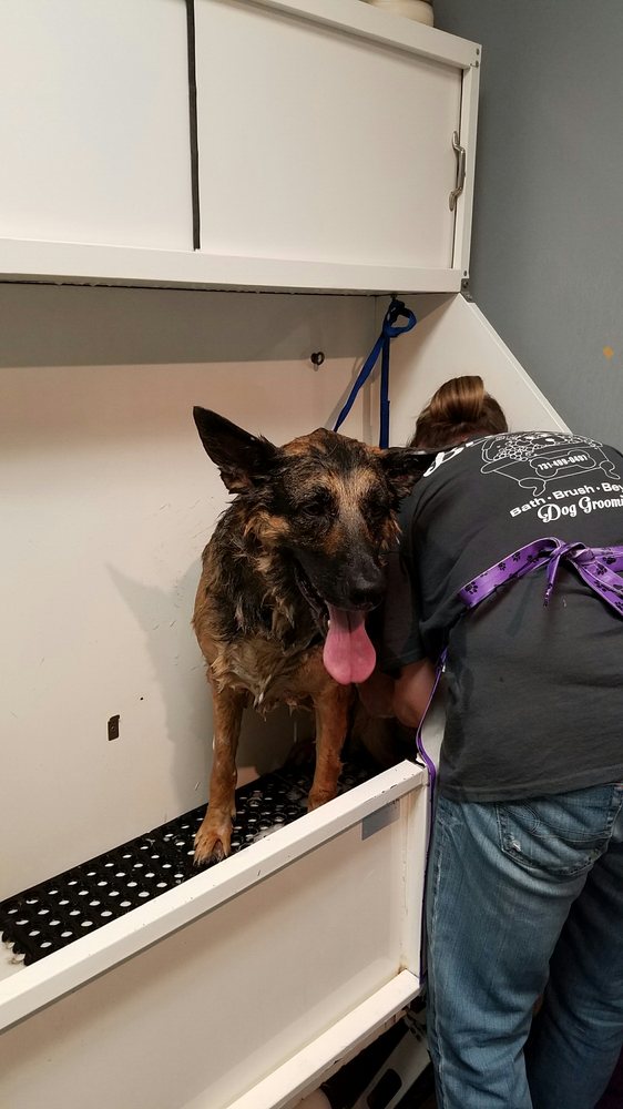 Bridget’s Bath Brush Beyond 18 Photos Pet Groomers 208 Cheyenne