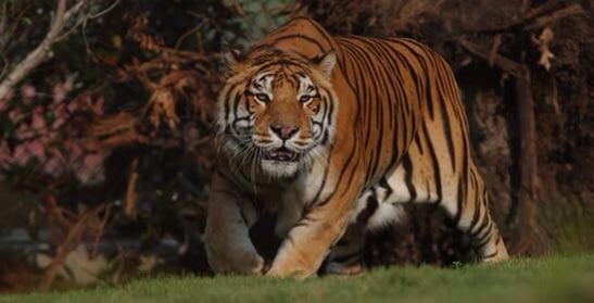 Exxon Tiger Mart - Gas Stations - Braker And Burnet, Austin, TX - Yelp