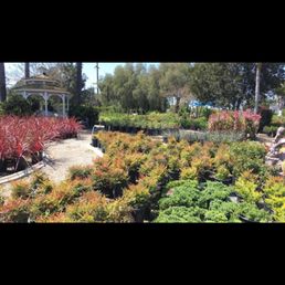 Green Tree Nursery Nurseries Gardening 3977 Bradley Rd Somis Photo Of Green Tree Nursery Somis Ca United States