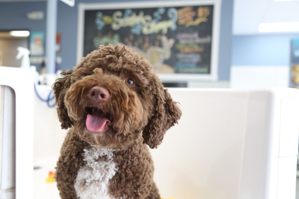 Mi Self Serve >> Scrubbers Self Serve Dog Wash Professional Grooming Gift Mi Self Serve >> Scrubbers Self Serve Dog Wash Professional Grooming Gift